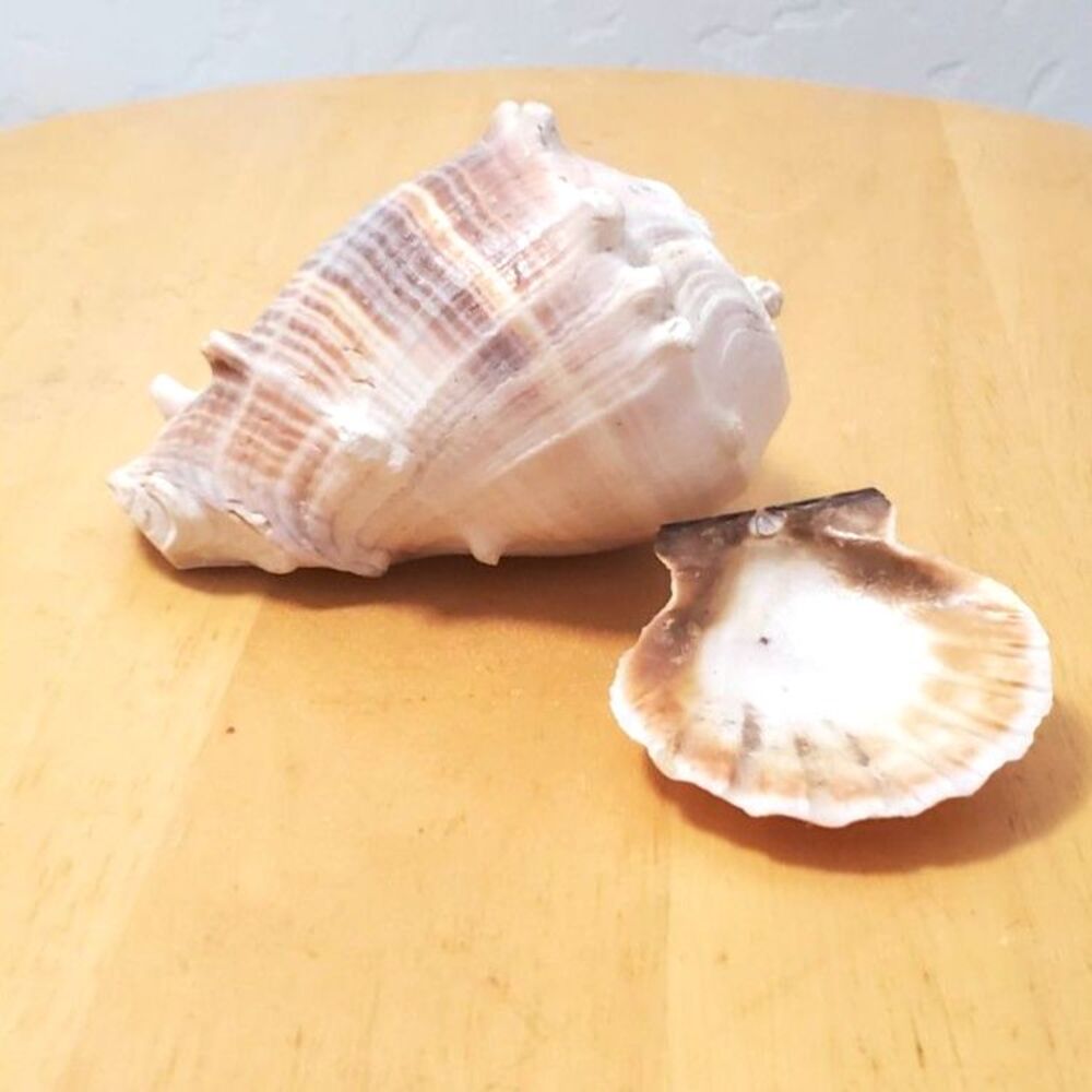 Crown Conch likely Melongena Corona or Melongena melongena 3.5" Free small shell